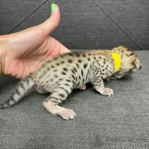 Photo №2 to announcement № 166198 for the sale of bengal cat - buy in Australia breeder