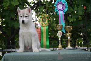 Additional photos: Siberian Husky