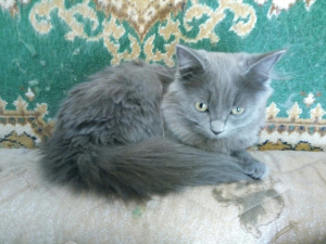 Photo №2 to announcement № 604 for the sale of nebelung - buy in Russian Federation breeder
