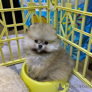 Photo №2 to announcement № 154068 for the sale of pomeranian - buy in Belgium private announcement