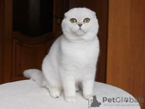 Photo №4. I will sell scottish fold in the city of Kamenskoe. from nursery, breeder - price - 600$