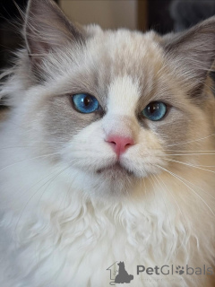 Photo №1. ragdoll - for sale in the city of GlendALYUGH | negotiated | Announcement № 157130