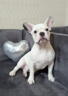 Photo №2 to announcement № 83000 for the sale of french bulldog - buy in Russian Federation breeder