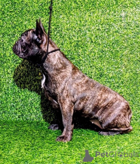 Photo №3. French bulldog female puppy. Serbia