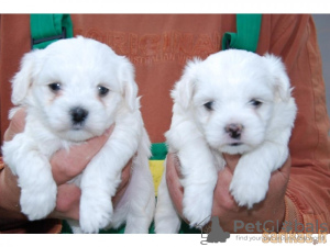 Photo №3. Maltese puppies. Lithuania