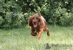 Photo №3. Irish Setter puppy. Ukraine