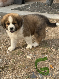 Photo №1. st. bernard - for sale in the city of Prague | Is free | Announcement № 124138