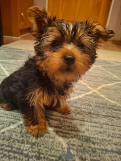 Photo №1. beaver yorkshire terrier, yorkshire terrier - for sale in the city of Helsinki | 723$ | Announcement № 161230