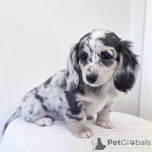 Photo №2 to announcement № 176445 for the sale of dachshund - buy in Germany breeder