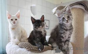 Photo №1. maine coon - for sale in the city of Antwerp | Is free | Announcement № 159503