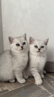 Photo №2 to announcement № 77092 for the sale of british shorthair - buy in Germany breeder