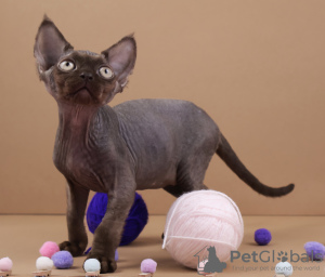 Photo №4. I will sell devon rex in the city of Dusseldorf. breeder - price - 1374$