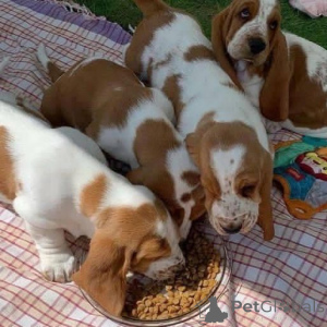Photo №1. basset hound - for sale in the city of Achaern | 329$ | Announcement № 147552