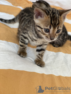 Photo №2 to announcement № 58235 for the sale of bengal cat - buy in Germany private announcement