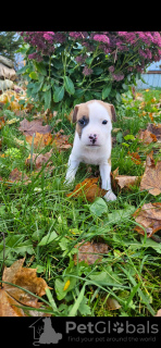 Photo №4. I will sell american staffordshire terrier in the city of St. Petersburg. breeder - price - 1041$