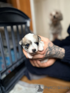 Photo №3. Maltipoo x teacup chihuahua puppies.. United States