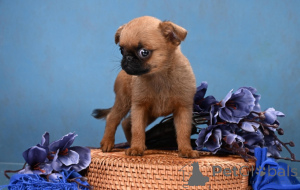 Photo №2 to announcement № 161855 for the sale of petit brabançon - buy in Russian Federation breeder