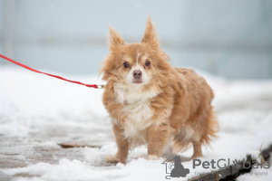 Photo №2 to announcement № 105365 for the sale of chihuahua - buy in Germany breeder