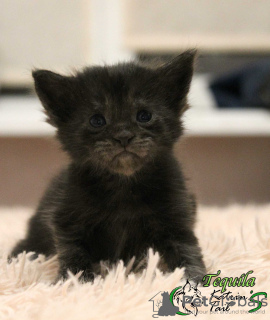 Photo №1. maine coon - for sale in the city of St. Petersburg | 480$ | Announcement № 8400
