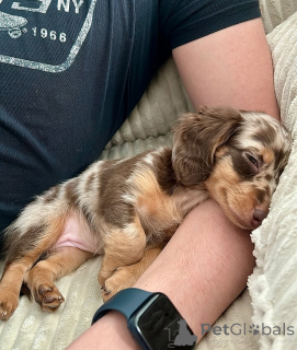 Photo №4. I will sell dachshund in the city of Helsinki. private announcement, from the shelter - price - 516$