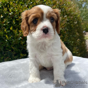 Photo №3. Cavalier King Charles Spaniel Welpen. Austria