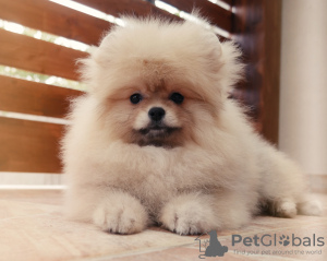 Photo №1. pomeranian - for sale in the city of Szombathely | 2219$ | Announcement № 52289