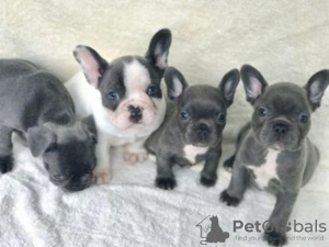 Photo №1. french bulldog - for sale in the city of Bielefeld | Is free | Announcement № 129877