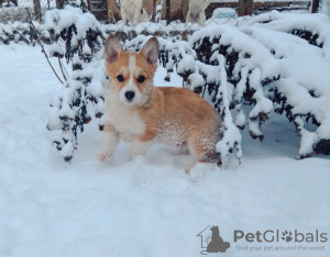 Photo №2 to announcement № 9092 for the sale of welsh corgi - buy in Ukraine from nursery, breeder