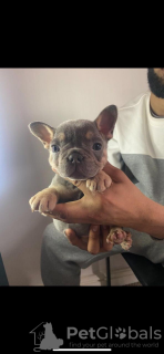 Photo №3. French Bulldog Puppies Puppy Kc Blue Lilac Tans. Ukraine