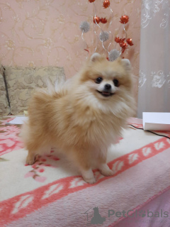 Photo №2 to announcement № 52181 for the sale of pomeranian - buy in Belarus private announcement