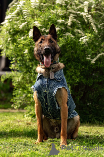 Photo №4. I will sell belgian shepherd in the city of Москва.  - price - Is free