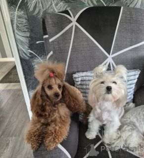 Photo №4. I will sell maltipu in the city of Augustdorf. private announcement, breeder - price - negotiated