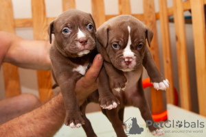 Additional photos: American bully puppies standard classic