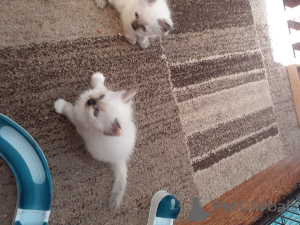Photo №3. Ragdoll kittens available. Belgium