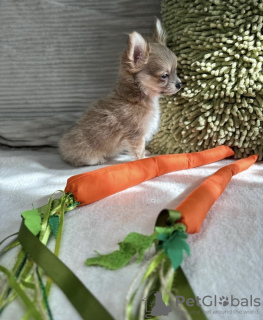 Photo №1. chihuahua - for sale in the city of Hanau | 317$ | Announcement № 98466