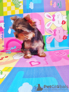 Photo №3. Single Yorkshire Terrier girl for sale, baby face muzzle.. Georgia