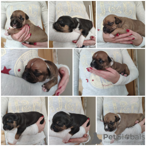 Photo №2 to announcement № 8500 for the sale of american staffordshire terrier - buy in Russian Federation breeder