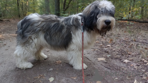 Photo №3. Puppy Polish Lowland Sheepdog Puppy - Polish Lowland Sheepdog FCI. Poland