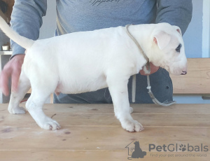 Additional photos: Typical bull terrier puppies