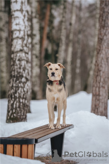 Photo №3. Wonderful dog Denver is in good hands.. Russian Federation