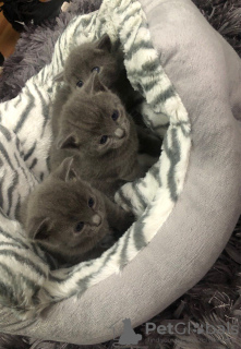 Photo №2 to announcement № 132166 for the sale of  - buy in Switzerland 