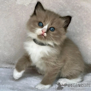 Photo №3. Ragdoll-Kätzchen zur Adoption. Germany