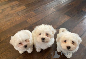 Photo №1. maltese dog - for sale in the city of Helsinki | 516$ | Announcement № 169036