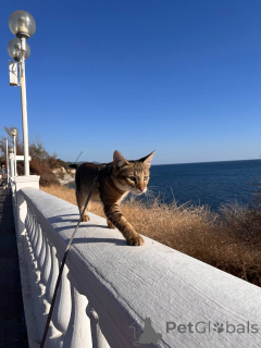 Photo №1. chausie - for sale in the city of Gelendzhik | 2267$ | Announcement № 155313