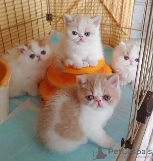 Photo №1. exotic shorthair - for sale in the city of Ludwigsburg | 250$ | Announcement № 132616