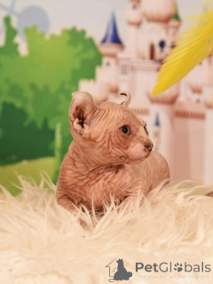 Photo №1. elf - for sale in the city of Haifa | negotiated | Announcement № 62365