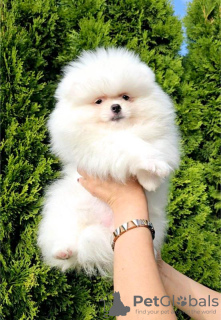 Photo №2 to announcement № 115031 for the sale of pomeranian - buy in Serbia breeder