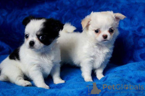 Photo №2 to announcement № 133325 for the sale of chihuahua - buy in Germany private announcement