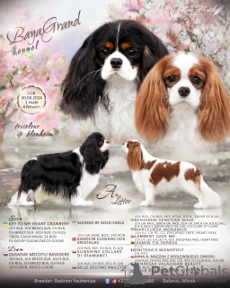 Photo №1. cavalier king charles spaniel - for sale in the city of Minsk | negotiated | Announcement № 100617