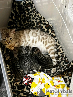 Photo №4. I will sell bengal cat in the city of Sakaka. breeder - price - 188$
